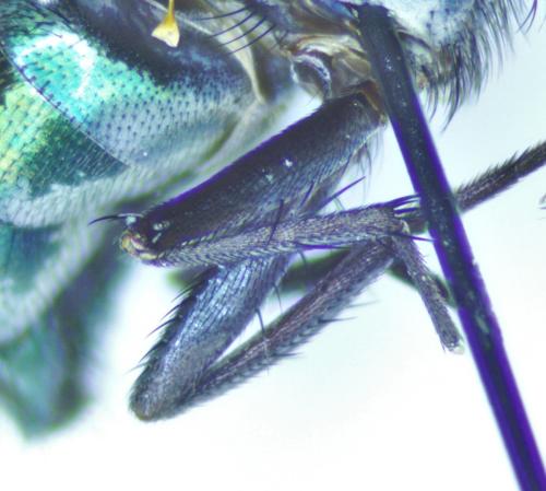 Lucilia sericata